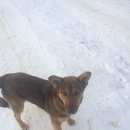 Подробнее об объявлении «Найдена собака Нижний Новгород» Фото: найдена собака  «Найдена собака Нижний Новгород» в г. Нижний Новгород