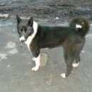 Подробнее об объявлении «Найдена собака успеть спасти Белгород» Фото: найдена собака  «Найдена собака успеть спасти Белгород» в г. Белгород