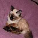 Подробнее об объявлении «Пропала кошка Санкт-Петербург» Фото: пропала кошка  «Пропала кошка Санкт-Петербург» в г. Санкт-Петербург