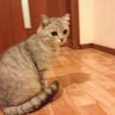 Подробнее об объявлении «Найдена кошка Ханты-Мансийск» Фото: найдена кошка  «Найдена кошка Ханты-Мансийск» в г. Ханты-Мансийск