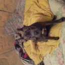 Подробнее об объявлении «Пропала собака внимание потерялась собака  Омск» Фото: пропала собака Американский стаффордширский терьер «Пропала собака внимание потерялась собака  Омск» в г. Омск