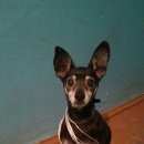 Подробнее об объявлении «Красноярск Найдена собака» Фото: найдена собака  «Красноярск Найдена собака» в г. Красноярск