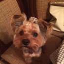 Подробнее об объявлении «Пропала собака кобель Воронеж» Фото: пропала собака Йоркширский терьер «Пропала собака кобель Воронеж» в г. Воронеж