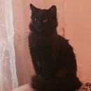 Подробнее об объявлении «Краснодар Пропало домашнее животное кот» Фото: пропало другое животное  «Краснодар Пропало домашнее животное кот» в г. Краснодар