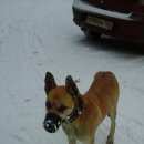 Подробнее об объявлении «Найдена собака Нижний Новгород» Фото: найдена собака  «Найдена собака Нижний Новгород» в г. Нижний Новгород