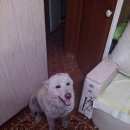 Подробнее об объявлении «Красноярск Найдена собака» Фото: найдена собака  «Красноярск Найдена собака» в г. Красноярск
