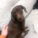 Подробнее об объявлении «Найдена собака Нижний Новгород» Фото: найдена собака Такса «Найдена собака Нижний Новгород» в г. Нижний Новгород