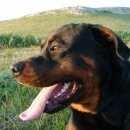 Подробнее об объявлении «Пропала собака кобель Симферополь» Фото: пропала собака Ротвейлер «Пропала собака кобель Симферополь» в г. Симферополь