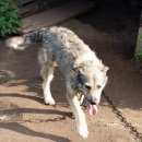 Подробнее об объявлении «Пропала собака кобель Нижний Новгород» Фото: пропала собака  «Пропала собака кобель Нижний Новгород» в г. Нижний Новгород