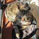 Подробнее об объявлении «Воронеж Пропал кот» Фото: пропала кошка  «Воронеж Пропал кот» в г. Воронеж