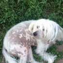 Подробнее об объявлении «Пропала собака кобель Самара» Фото: пропала собака Китайская хохлатая собака «Пропала собака кобель Самара» в г. Самара