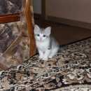 Подробнее об объявлении «Пропал котёнок Тюмень» Фото: пропала кошка  «Пропал котёнок Тюмень» в г. Тюмень