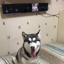 Подробнее об объявлении «Подольск Пропала собака голубоглазая хаска» Фото: пропала собака Сибирская хаски «Подольск Пропала собака голубоглазая хаска» в г. Подольск