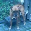 Подробнее об объявлении «Пропала собака кобель боксер 4 года Симферополь» Фото: пропала собака Боксер «Пропала собака кобель боксер 4 года Симферополь» в г. Симферополь