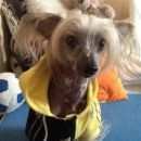 Подробнее об объявлении «Омск Пропала собака кобель» Фото: пропала собака Китайская хохлатая собака «Омск Пропала собака кобель» в г. Омск