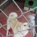 Подробнее об объявлении «Найдена собака кобель западно-сибирская лайка Смоленск» Фото: найдена собака Западно-сибирская лайка «Найдена собака кобель западно-сибирская лайка...» в г. Смоленск