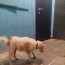 Подробнее об объявлении «Найдена собака Нижний Новгород» Фото: найдена собака  «Найдена собака Нижний Новгород» в г. Нижний Новгород