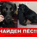 Подробнее об объявлении «Ростов-на-Дону Найдена собака кобель» Фото: найдена собака Лабрадор ретривер «Ростов-на-Дону Найдена собака кобель» в г. Ростов-на-Дону