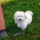 Подробнее об объявлении «Пропала собака кобель  Санкт-Петербург» Фото: пропала собака  «Пропала собака кобель  Санкт-Петербург» в г. Санкт-Петербург