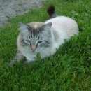 Подробнее об объявлении «Пропал кот Томск» Фото: пропала кошка  «Пропал кот Томск» в г. Томск