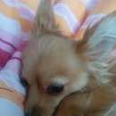 Подробнее об объявлении «Красноярск Найдена собака» Фото: найдена собака  «Красноярск Найдена собака» в г. Красноярск