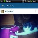 Подробнее об объявлении «Одинцово Пропала кошка» Фото: пропала кошка  «Одинцово Пропала кошка» в г. Одинцово