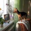 Подробнее об объявлении «Красноярск Пропала собака» Фото: пропала собака Той-терьер «Красноярск Пропала собака» в г. Красноярск