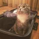 Подробнее об объявлении «Пропал кот   Голицыно (Московская обл.)» Фото: пропала кошка Шотландская вислоухая «Пропал кот   Голицыно (Московская обл.)» в г. Голицыно (Московская обл.)