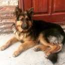 Подробнее об объявлении «Пропала собака кобель Анапа» Фото: пропала собака Немецкая овчарка «Пропала собака кобель Анапа» в г. Анапа