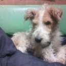 Подробнее об объявлении «Найдена собака кобель Нижний Новгород» Фото: найдена собака Фокстерьер «Найдена собака кобель Нижний Новгород» в г. Нижний Новгород