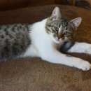 Подробнее об объявлении «Одинцово Пропал кот» Фото: пропала кошка  «Одинцово Пропал кот» в г. Одинцово