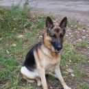 Подробнее об объявлении «Пропала собака кобель Пермь» Фото: пропала собака Немецкая овчарка «Пропала собака кобель Пермь» в г. Пермь