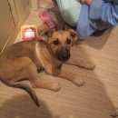 Подробнее об объявлении «Найдена собака Нижний Новгород» Фото: найдена собака  «Найдена собака Нижний Новгород» в г. Нижний Новгород