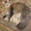 Подробнее об объявлении «Найден кот Москва» Фото: найдена кошка Мейн-кун «Найден кот Москва» в г. Москва