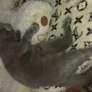 Подробнее об объявлении «Геленджик Пропала кошка» Фото: пропала кошка Британская короткошерстная «Геленджик Пропала кошка» в г. Геленджик