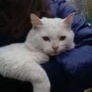 Подробнее об объявлении «Найдена кошка белая кошка Москва» Фото: найдена кошка  «Найдена кошка белая кошка Москва» в г. Москва