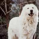 Подробнее об объявлении «Найдена собака Нижний Новгород» Фото: найдена собака Маремма «Найдена собака Нижний Новгород» в г. Нижний Новгород