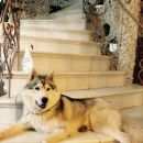 Подробнее об объявлении «Высокая Гора Пропала собака кобель» Фото: пропала собака Сибирская хаски «Высокая Гора Пропала собака кобель» в г. Высокая Гора