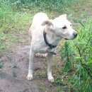 Подробнее об объявлении «Найдена собака Нижний Новгород» Фото: найдена собака  «Найдена собака Нижний Новгород» в г. Нижний Новгород