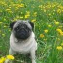 Подробнее об объявлении «Ижевск Пропала собака кобель мопс бежевого окраса» Фото: пропала собака Мопс «Ижевск Пропала собака кобель мопс бежевого окраса» в г. Ижевск