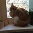 Подробнее об объявлении «Подольск Пропал кот помогите найти котика» Фото: пропала кошка  «Подольск Пропал кот помогите найти котика» в г. Подольск