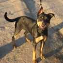 Подробнее об объявлении «Найдена собака предположительно порода босерон, район г. Электросталь» Фото: найдена собака  «Найдена собака предположительно порода босерон,...» в г. Электросталь