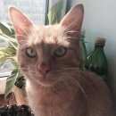 Подробнее об объявлении «Найден кот рыжий кот в е Троицк» Фото: найдена кошка  «Найден кот рыжий кот в е Троицк» в г. Троицк