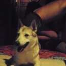 Подробнее об объявлении «Пропала собака 23.02.16 в студёном овраге вечером Самара» Фото: пропала собака Сибирская «Пропала собака 23.02.16 в студёном овраге...» в г. Самара