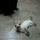 Подробнее об объявлении «Геленджик Пропала кошка сиамская.г, домашняя, палевая, кличка бусинка (буся).» Фото: пропала кошка Сиамская «Геленджик Пропала кошка сиамская.г, домашняя,...» в г. Геленджик