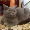Подробнее об объявлении «Найдена кошка Воронеж» Фото: найдена кошка Британская длинношерстная «Найдена кошка Воронеж» в г. Воронеж