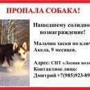 Подробнее об объявлении «Пропала собака кобель очень солидное вознаграждение Истра» Фото: пропала собака Сибирская хаски «Пропала собака кобель очень солидное...» в г. Истра