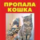 Подробнее об объявлении «Пропала кошка Энгельс» Фото: пропала кошка Британская короткошерстная «Пропала кошка Энгельс» в г. Энгельс