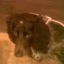 Подробнее об объявлении «Найдена собака русский спаниель Нижний Новгород» Фото: найдена собака Русский охотничий спаниель «Найдена собака русский спаниель Нижний Новгород» в г. Нижний Новгород