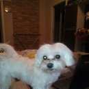 Подробнее об объявлении «Пропала собака кобель Санкт-Петербург» Фото: пропала собака Мальтийская болонка «Пропала собака кобель Санкт-Петербург» в г. Санкт-Петербург